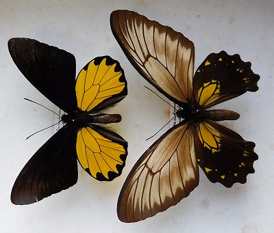 東南アジアの蝶