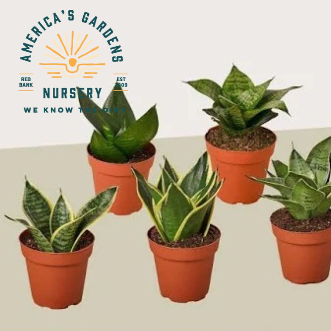Assorted Sansevieria (Snake Plant) – America's Gardens Nursery