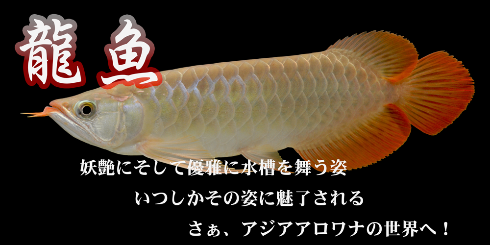 アジアアロワナ｜神畑養魚株式会社