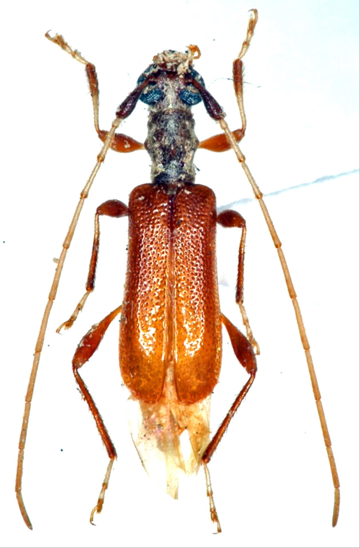 日本産カミキリムシデータベース