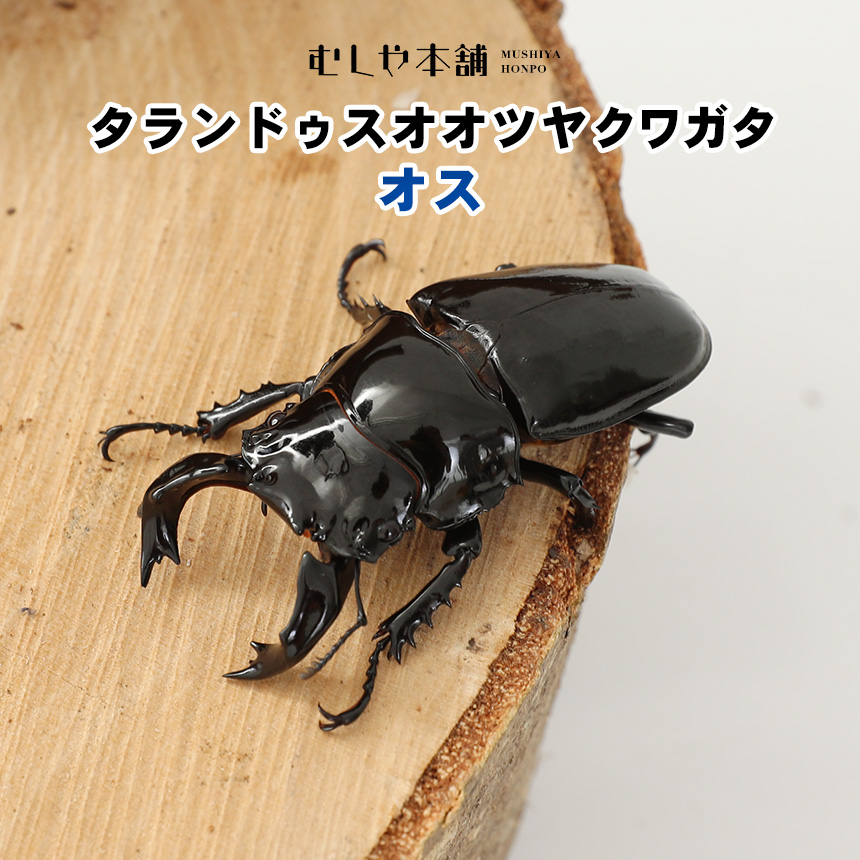 タランドゥスオオツヤクワガタ オオクワガタ幼虫・カブトムシ