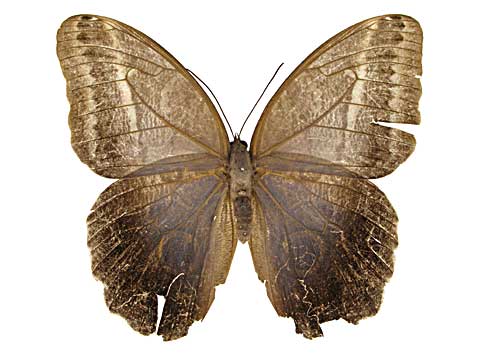 フクロウチョウ属その1