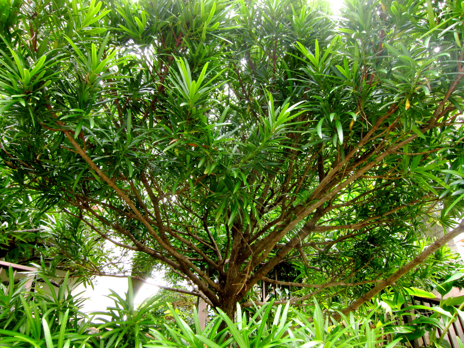 イヌマキ（犬槙） - 沖縄百科事典 あじまぁ