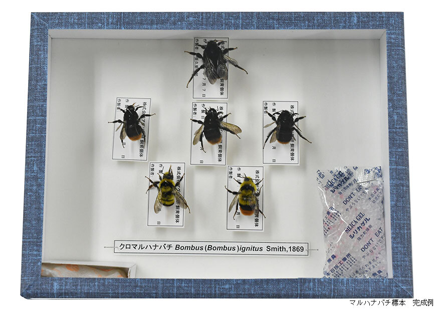 楽天市場】クロマルハナバチ標本作製キット : Entomological meister