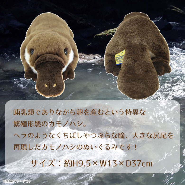 楽天市場】フラッフィーズ ぬいぐるみ Mサイズ カモノハシ【P-1053