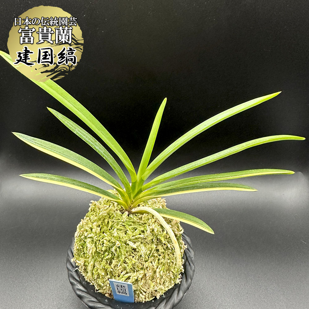 富貴蘭特別な建国殿白縞(総ルビー根) 【金星】富貴蘭「No.1