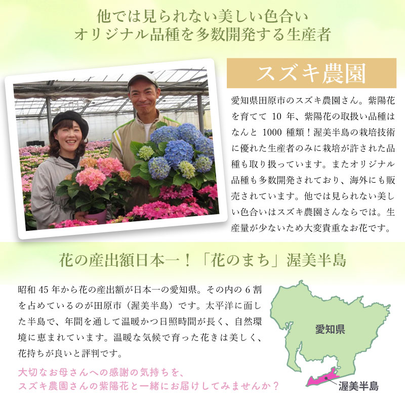 楽天市場】【数量限定】紫陽花 サプライズ 5号鉢 鉢植え ギフト 母の日