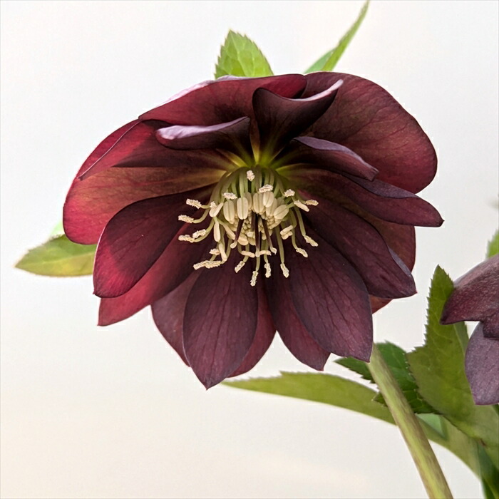 楽天市場】【現品】クリスマスローズ ウィンターシンフォニー