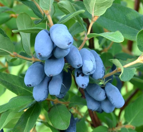 楽天市場】【現品】ソテツ サイカス カイルンシアナ ブルー 球体直径約