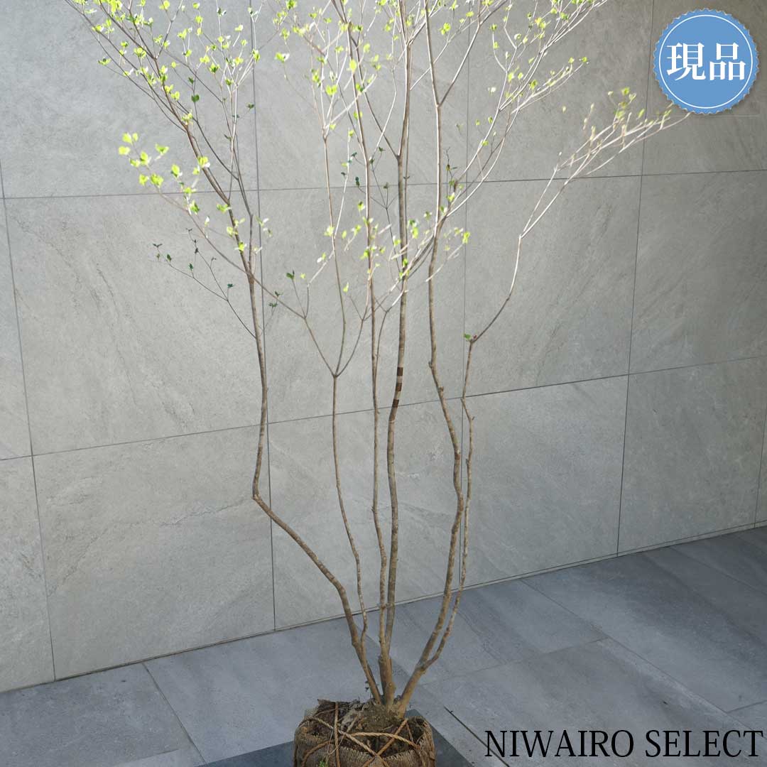 アブラツツジ 3本立ち 山採り 楽天市場】【現品】山採り【アブラツツジ