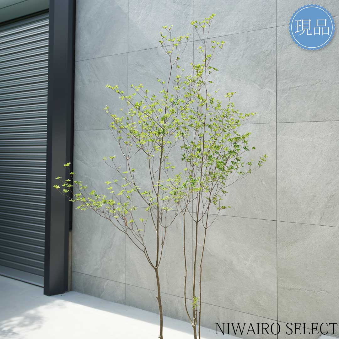 楽天市場】【現品】山採り【アブラツツジ】アブラドウダンツツジ 油