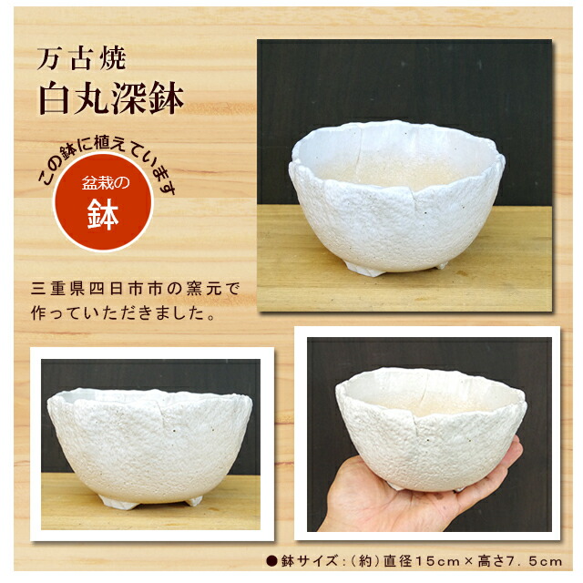 楽天市場】盆栽 梅 紅梅 梅盆栽花咲くボンサイ bonsai 香り高い お祝い