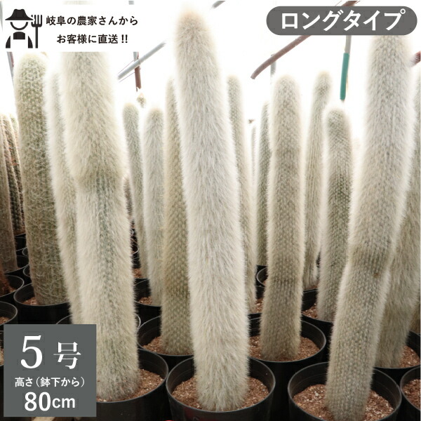 楽天市場】柱サボテン 吹雪柱 ロングタイプ（鉢下から80cm） 5号鉢