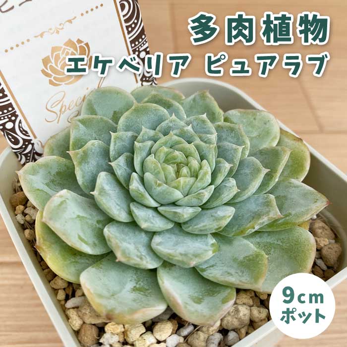 楽天市場】多肉植物 caエケベリア 七福神 多肉植物 エケベリア 9cm