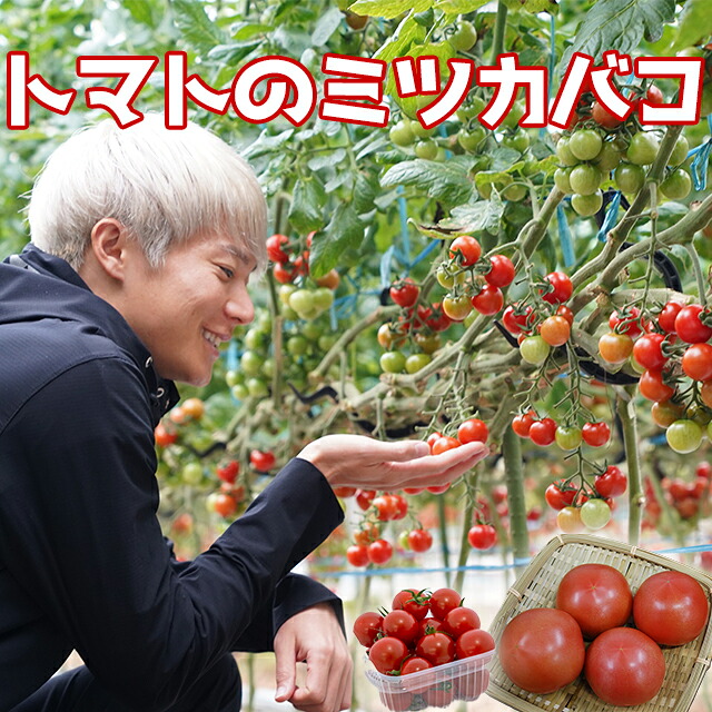 楽天市場】【JA直送】トマト の ミツカバコ ランニング系 インフル