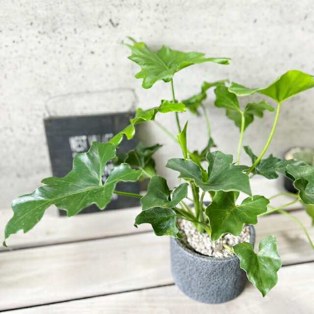 楽天市場】観葉植物【フィロデンドロン属】フィロデンドロン・セローム