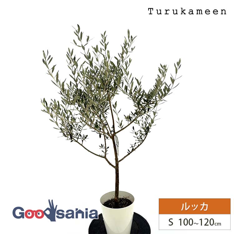 楽天市場】【早い者勝ち！最大400円OFFクーポン配布】鶴亀園 オリーブ
