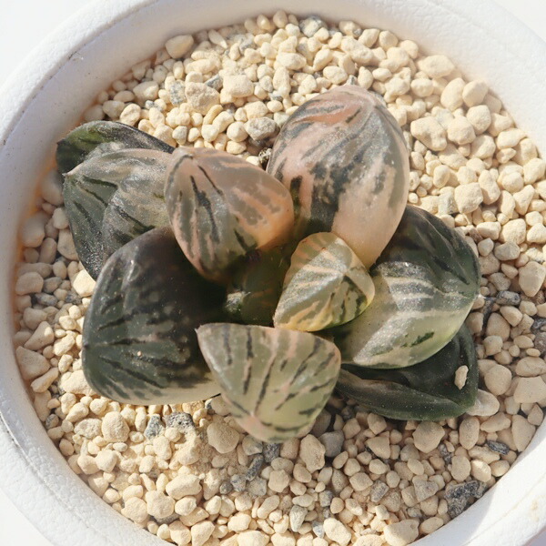 楽天市場】玉潭寿錦 ハオルチア haworthia 'jyukonishiki' 多肉植物