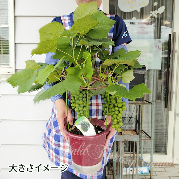 楽天市場】苗 果樹 ぶどう 苗木 選べる2種 1鉢 6号 鉢植え 実なしでお