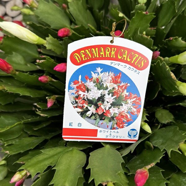 楽天市場】おしゃれ 観葉植物：デンマークカクタス 2色ミックス 紅白*7