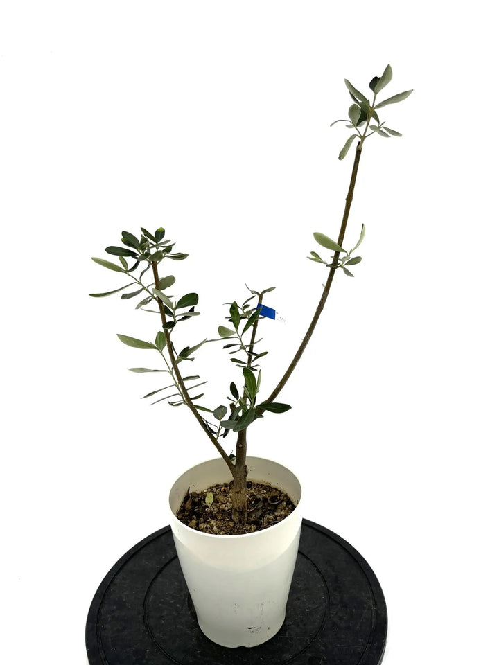 カラマタ XSサイズ 約65cm NO.10290 オリーブの木 - 株式会社鶴亀園