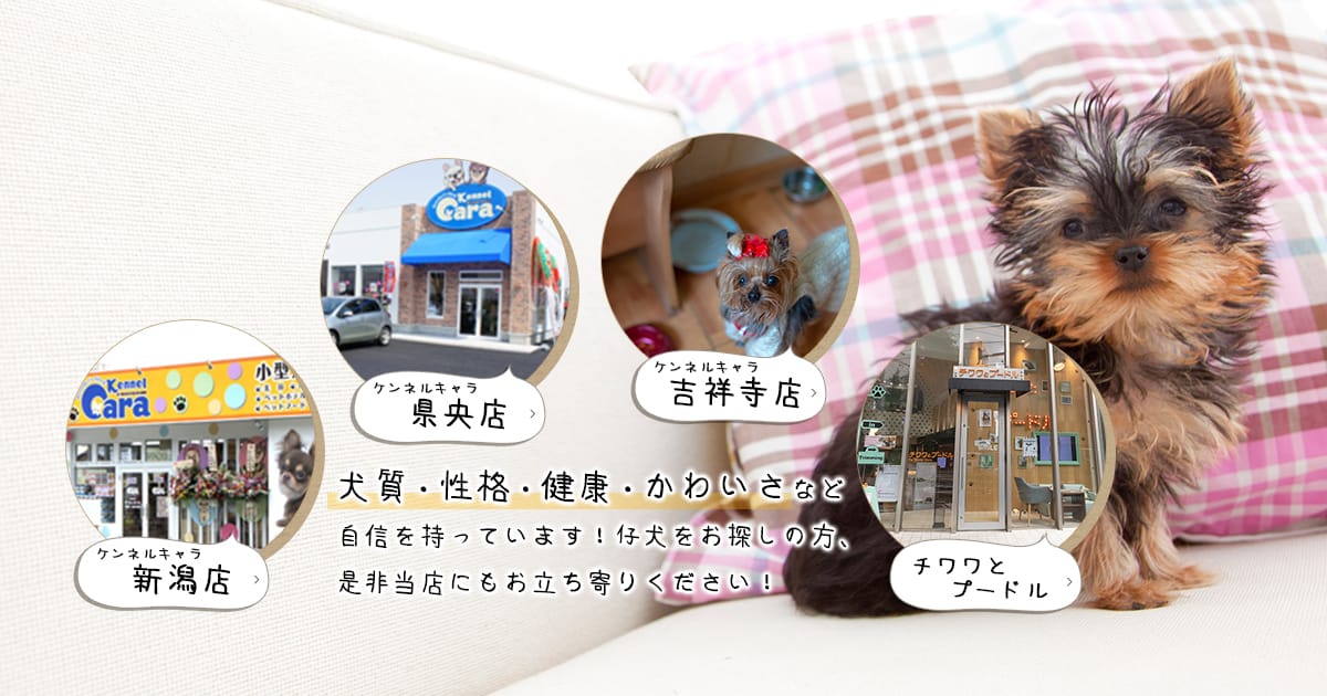 MIX（マルチーズ×トイプードル）女の子