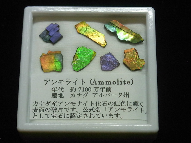 アンモライト破片標本(ピースオブレインボー)セット 化石ジュエリー