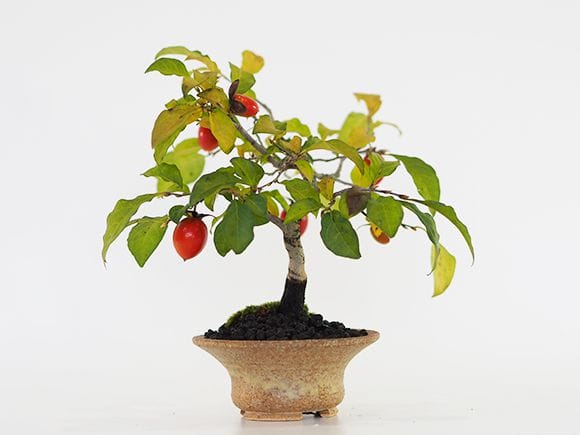老爺柿 5年生｜盆栽妙 – 盆栽妙 本店