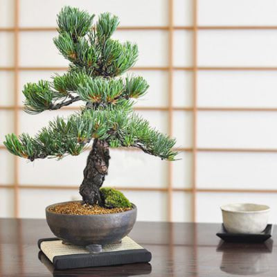 五葉松 大品盆栽 樹齢100年の一点物盆栽を販売｜盆栽妙 – 盆栽妙 本店