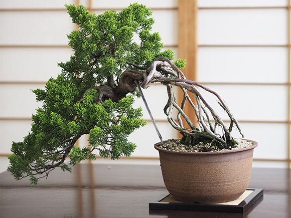 懸崖の根上がりの真柏｜盆栽妙 – 盆栽妙 本店