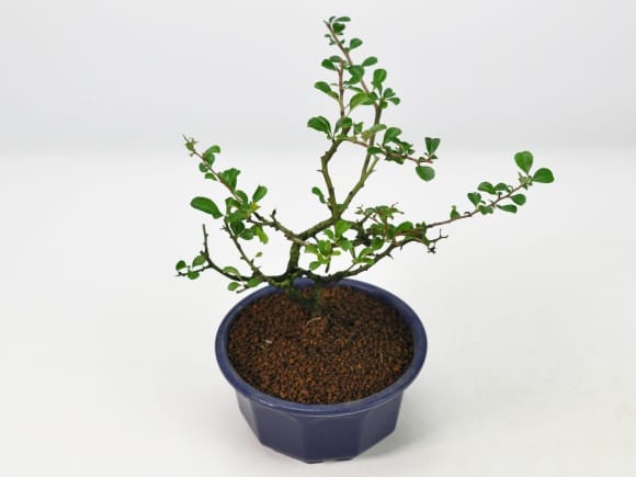 盆栽素材 長寿梅 大を販売｜盆栽妙 – 盆栽妙 本店