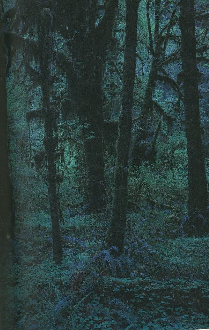 QUINAULT / 上田義彦 | 小宮山書店 KOMIYAMA TOKYO | 神保町 古書