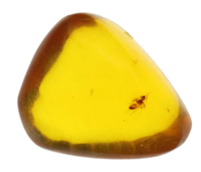 約3000万年前のアンバー！非常にクリアーな基質に、羽虫が包まれた