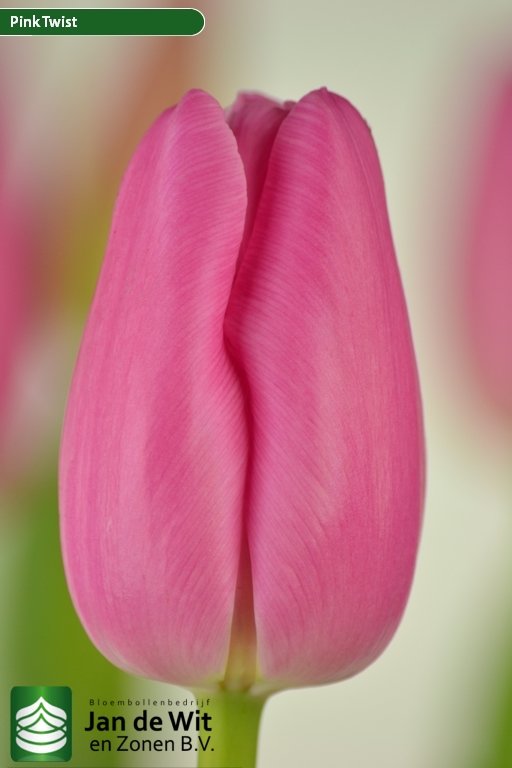 Pink Twist ® | チューリップ | Jan de Wit en Zonen B.V.