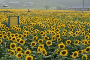 7月5日開催！まんのう町「ひまわりまつり」で夏の絶景とイベントを
