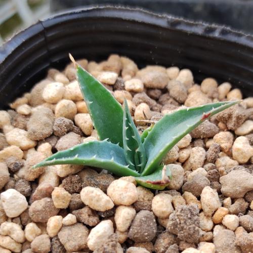 やましち山野草店 / 多肉植物 アガベ ユタエンシス Agave utahensis
