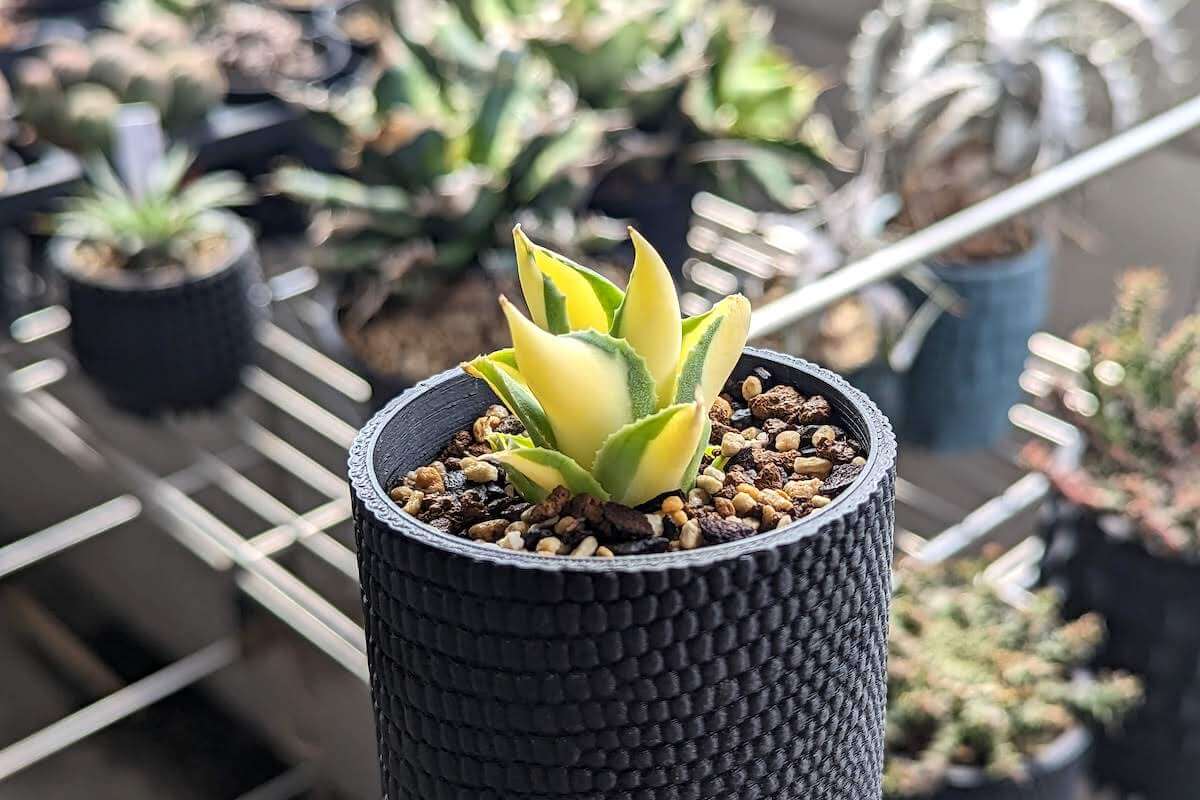 アガベ・王妃雷神黄中斑の育て方、栽培記録 – ゆるぷ