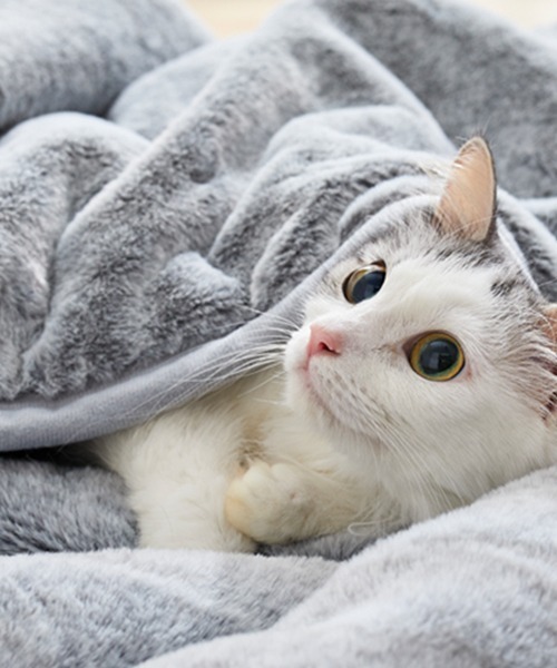 ブランケット まるで猫！のようなモフモフ2枚合わせ中わた入り毛布