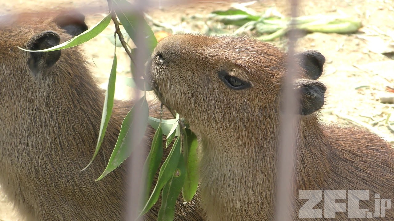 カピバラ | 動物図鑑 | ZFC.jp