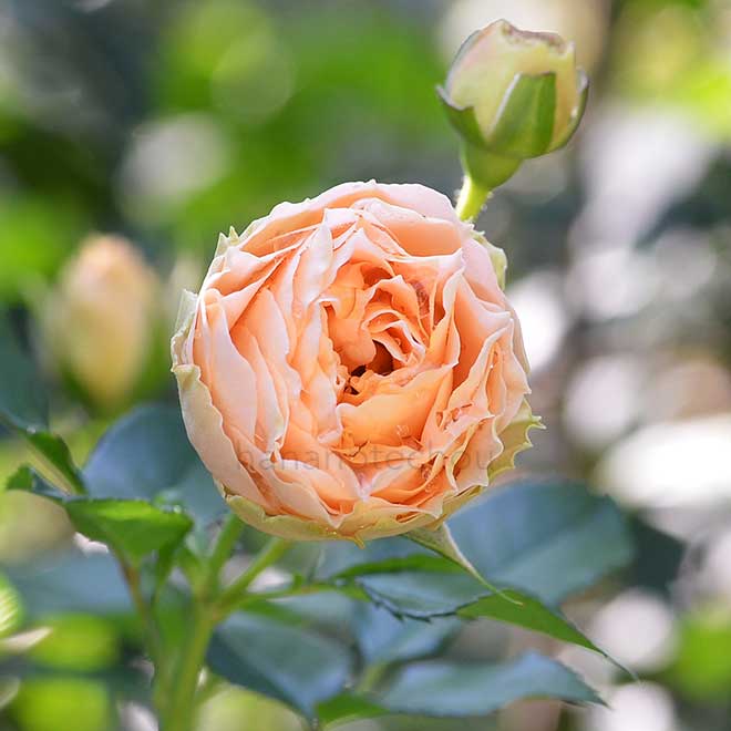 バラ アンティーク レース｜ROSE Antique Lace｜花の手帖のwebバラ図鑑