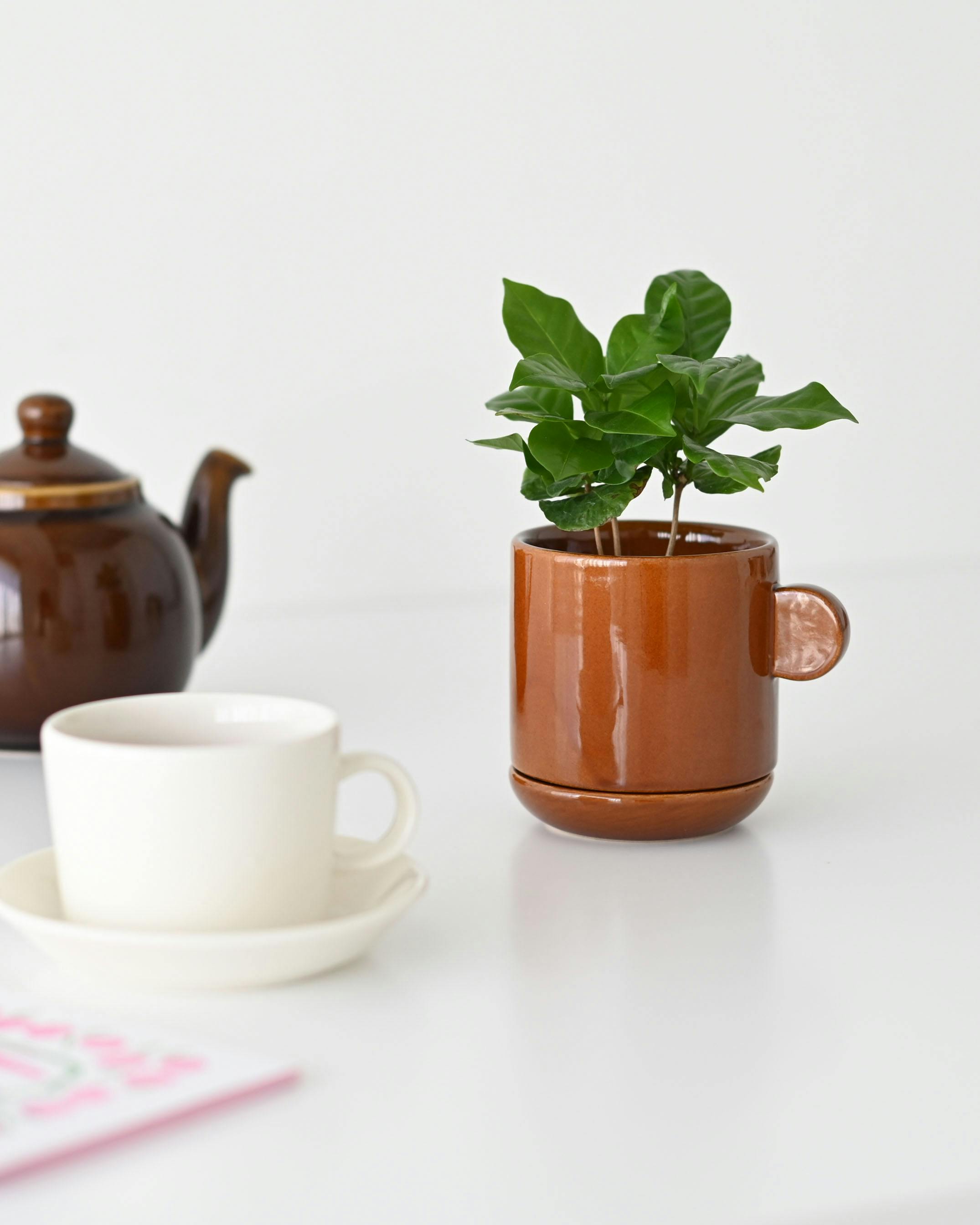 グリーンひとつから広がる暮らし」陶器の植木鉢（受け皿付き）/ 2.5号