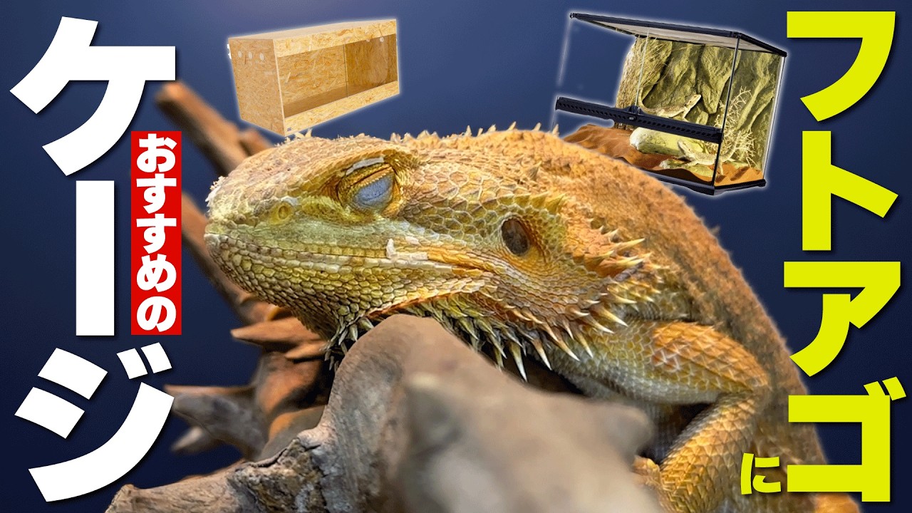 どれにする？？】フトアゴヒゲトカゲの飼育におすすめのケージは〇〇