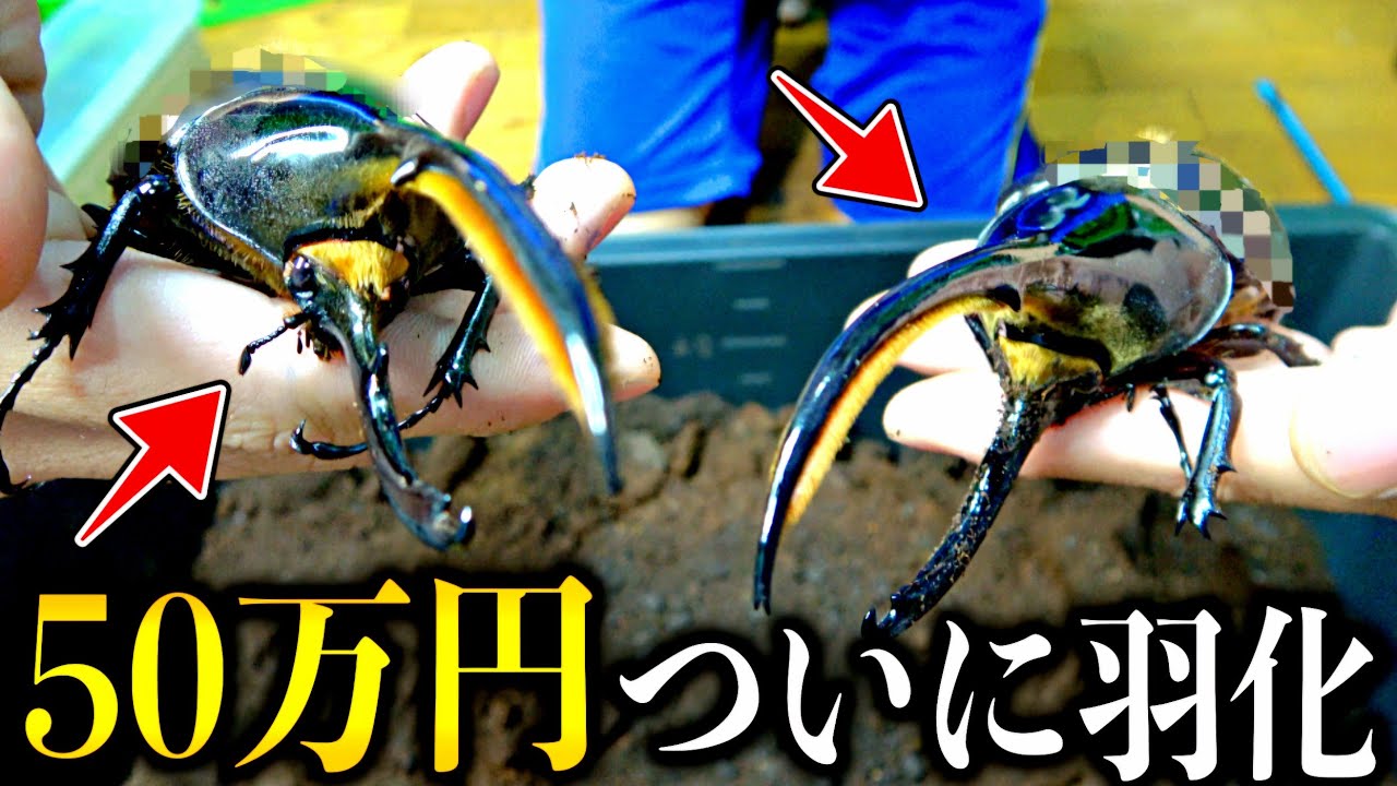 50万円で購入した「ヘラクレスリッキーブルー」の最後の子孫が羽化