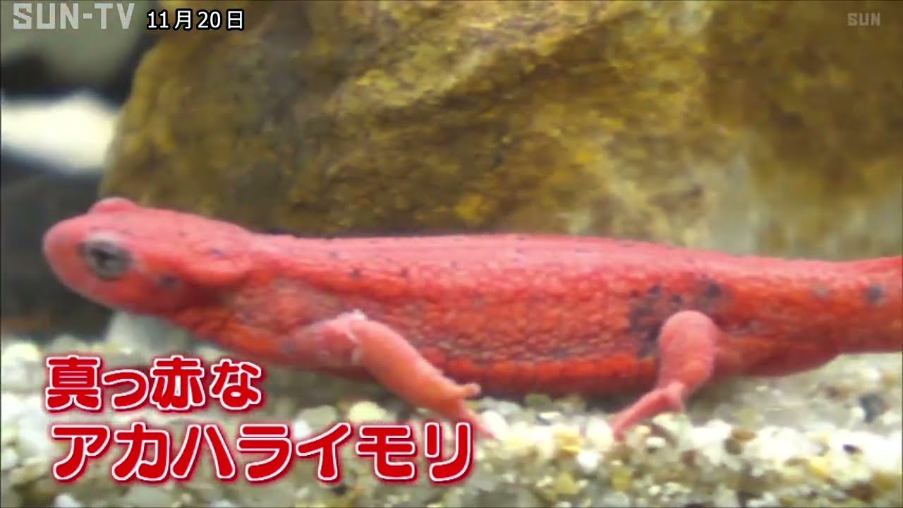 アカハラ”なのに全身真っ赤!? 名前と裏腹な珍しいイモリ 姫路市立