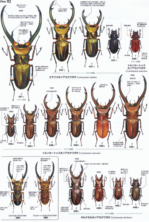 【世界のクワガタムシ大図鑑】むし社　昆虫大図鑑シリーズ① 楽天市場】送料無料!世界のクワガタムシ大図鑑 新品 むし社発行