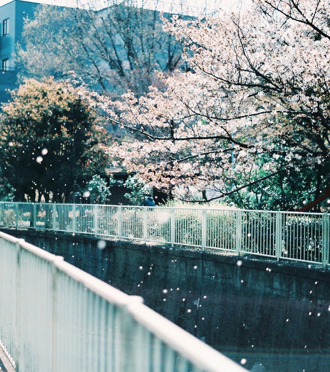 世界で400万台売れた「PENTAX SP」を徹底解説。作例からおすすめレンズ