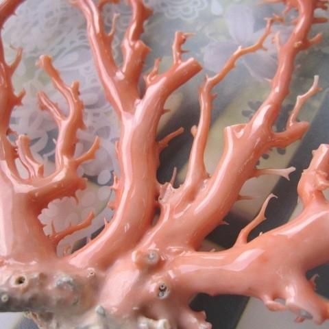 ピンク（ガーネ）珊瑚の置物/原木/拝見/（艶出し加工済み）/『宝石