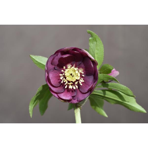 クリスマスローズ開花株 DDカップ咲きあずきレッド 185 現品限り