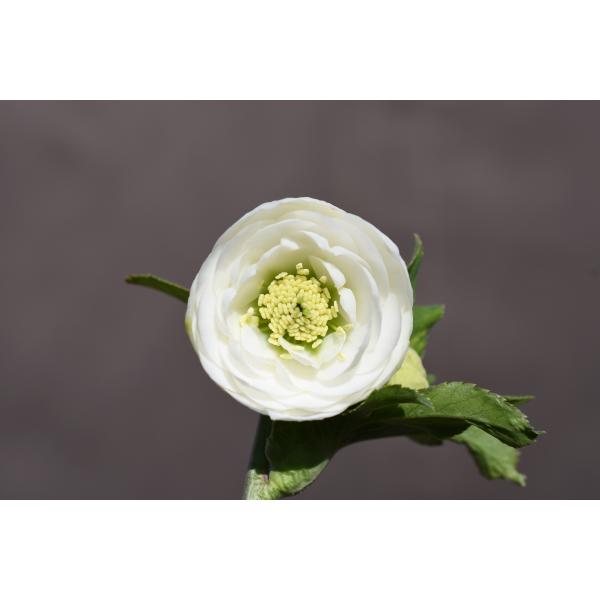 クリスマスローズ開花株 DD多弁咲き毬姫ホワイト 528 現品限り : 金井