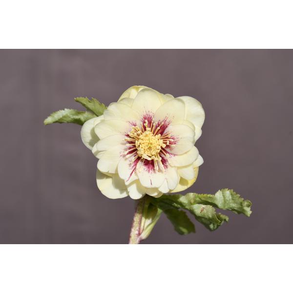 クリスマスローズ開花株 DDゴールドフラッシュ 438 現品限り : 金井